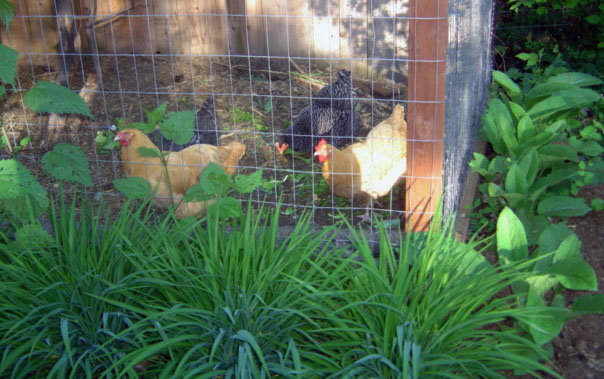 Daylilies and Comfrey bordering pen.