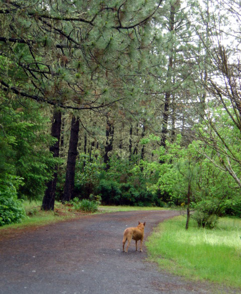 Ginger in the driveway
