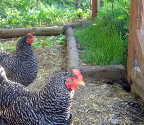 Grass beds inside chicken pen.