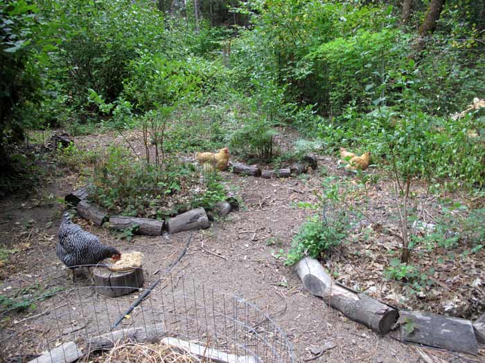 hens in blueberry/hazelnut grove