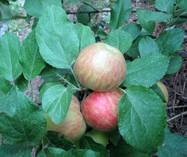 Honeycrisp apples getting ripe on tree