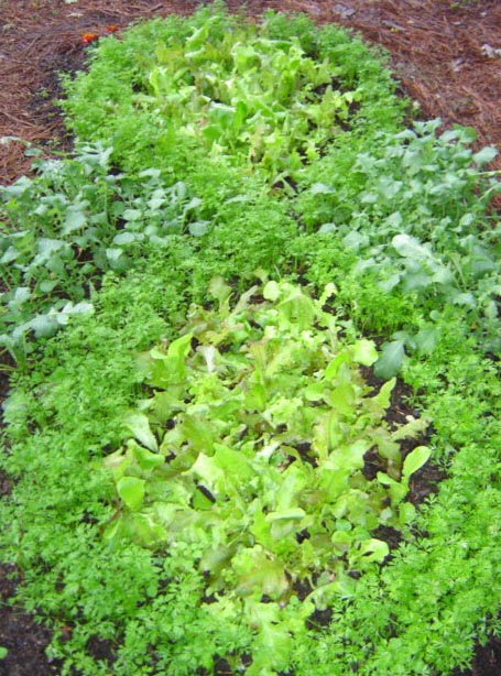 Infinity Garden of carrots, lettuce and Diakon radishes