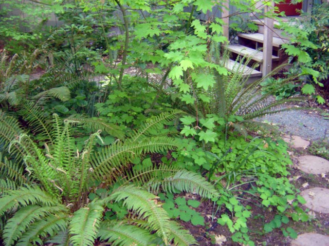 Garden of Oregon natives
