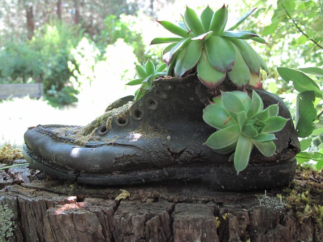 Old Shoe and Hens and Chicks