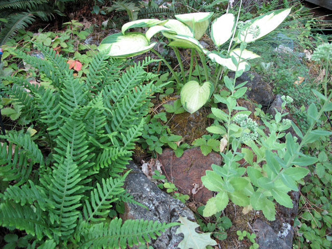 Licorice fern in the rock garden