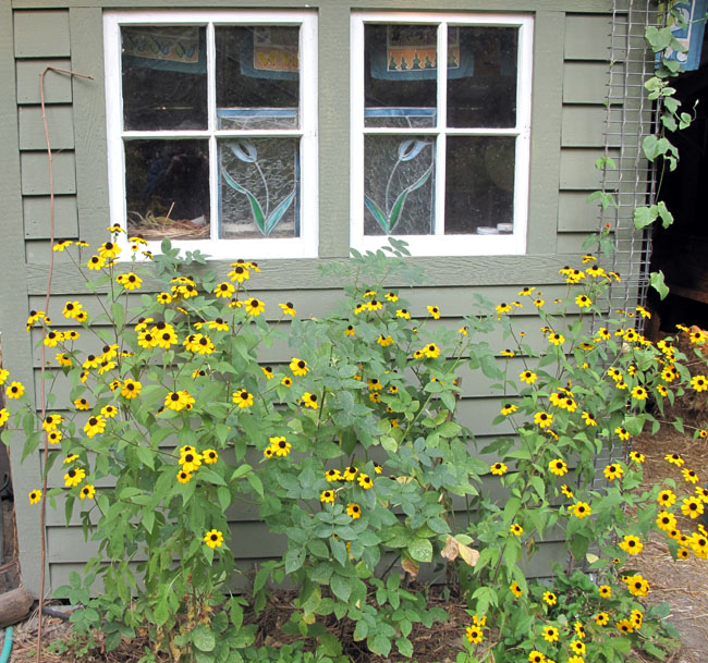 Rudbeckias in front of potting shed