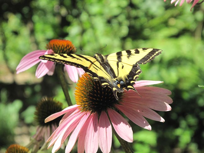 Swallowtail on Echinacea
