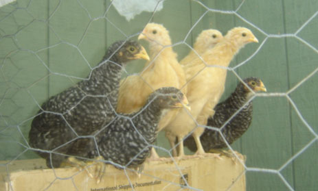 picture of young hens
