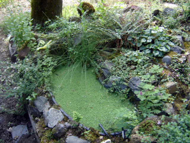 Azolla in tiny pond