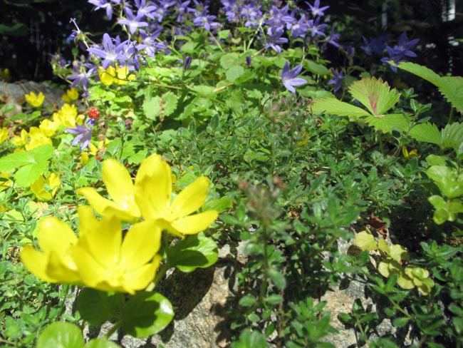 Rock garden in bloom in spring