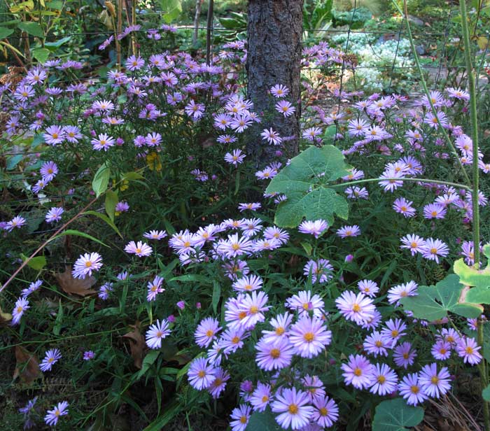 Mass of low growing fall asters