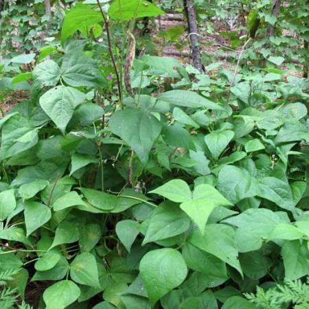 bush beans doing well