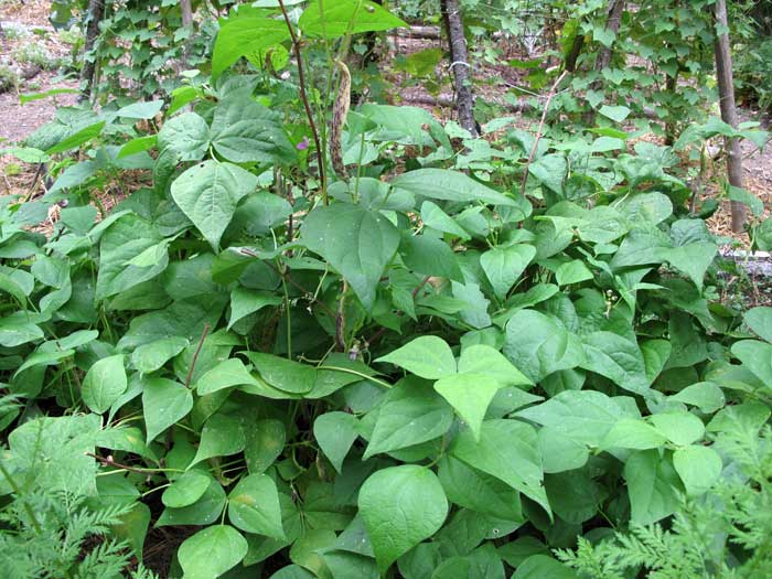 bush beans doing well