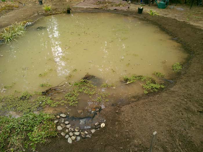 Closeup of the beginning of the pond overflow