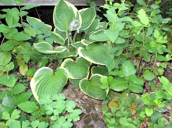 Hosta, Salal and wild strawberry