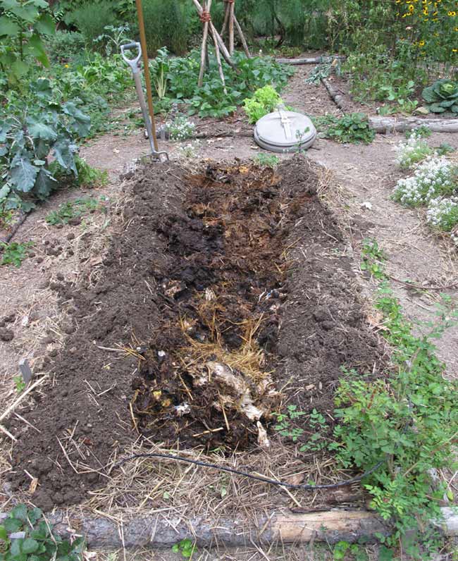 Partially finished compost in trench ready to cover with soil