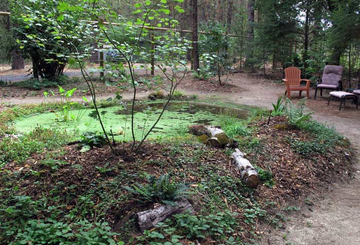 Hugel mound planting of natives next to pond