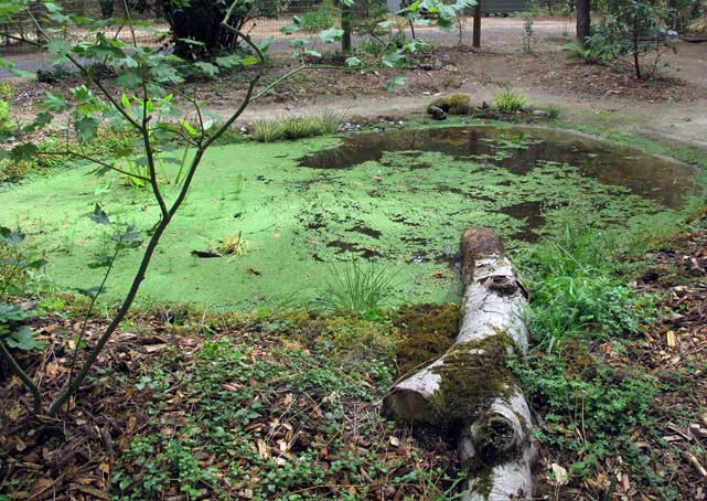 Pond in late summer just before an Azolla harvest
