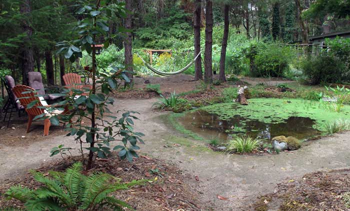 Pond and hammock 4 months old