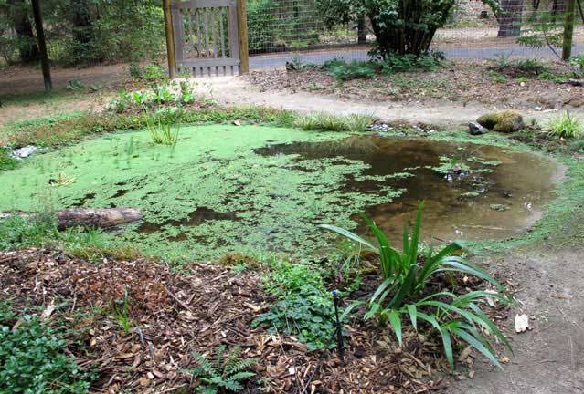 Pond and surrounding planting four months later