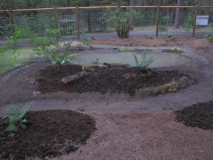 Planting of natives continuing around pond