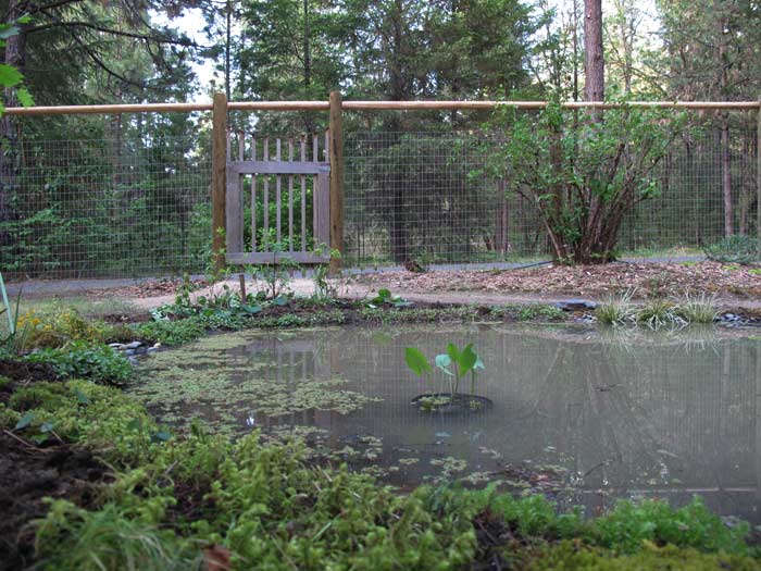 Still cloudy pond with newly planted edges