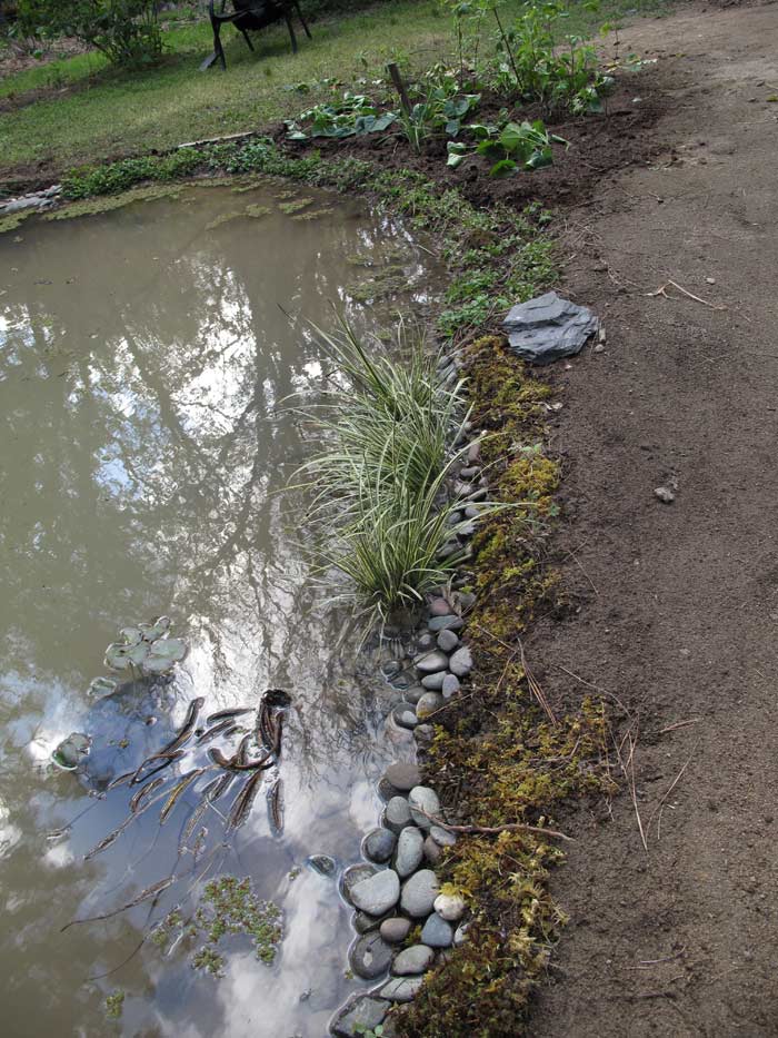 Moss, Carex and a few river rocks along one edge of pond