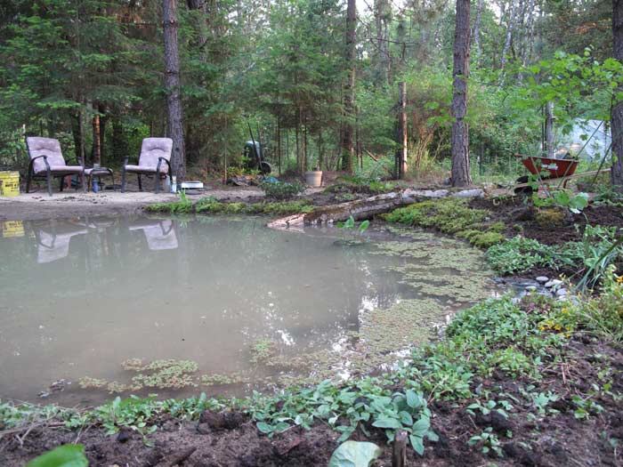 Pond Edge with Self-heal starts planted