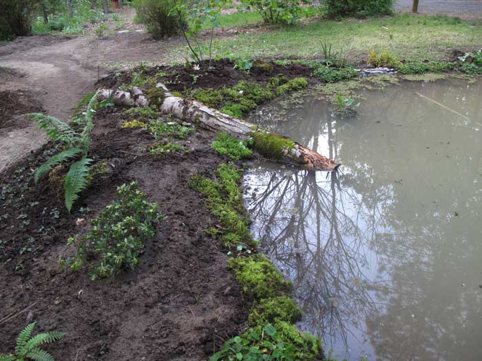 Newly planted berm edge with moss and log