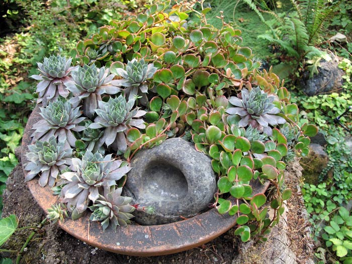 Sedums in a bowl on a stump