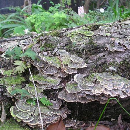 turkeytail fungus