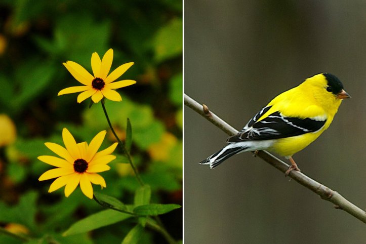 Black-eyed Susan and Goldfinches