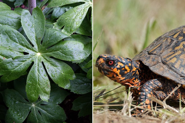 Mayapple and Box Turtles