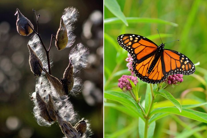 Milkweed and Monarch Butterflies