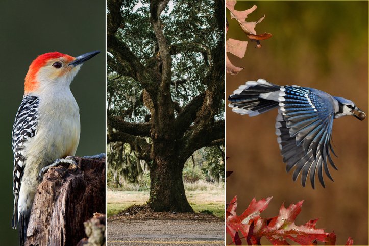 Oak, Red-Bellied Woodpeckers and Blue Jays