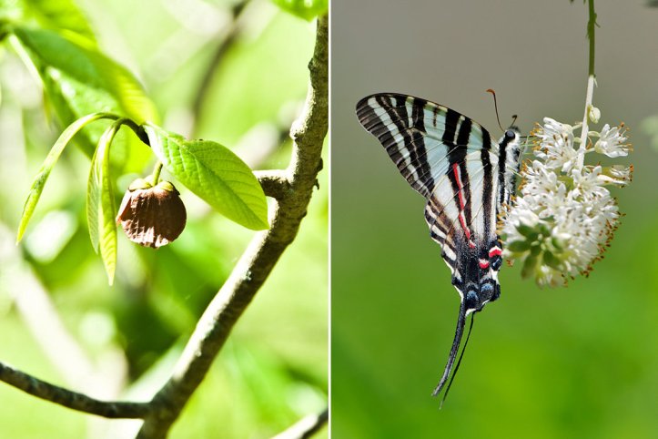 Pawpaw and Zebra Swallowtails
