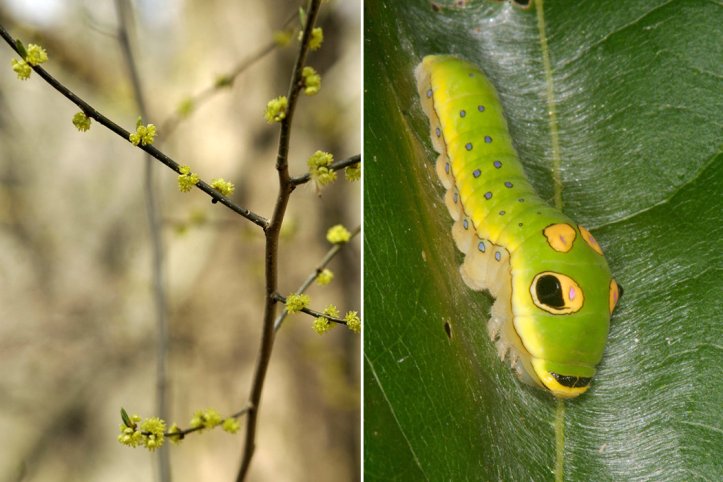 Spicebush and Spicebush Swallowtails