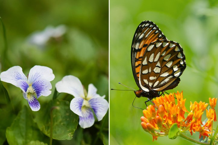 Violet and Regal Fritillaries