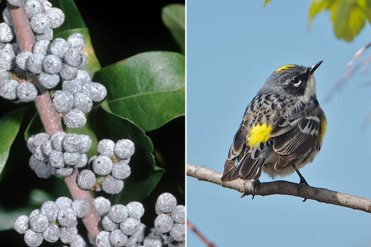 Bayberry and Yellow-Rumped Warblers