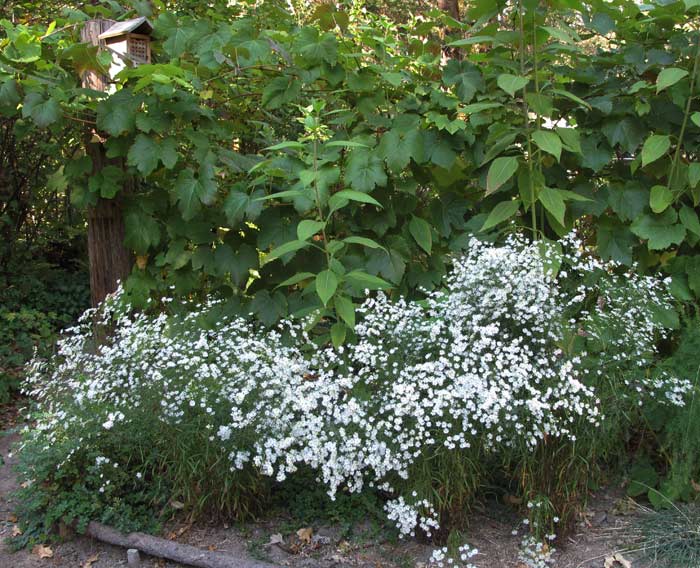 California asters in bloom 