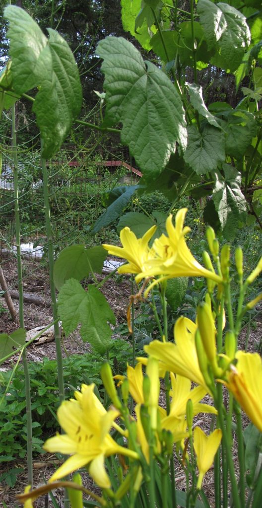 Daylilies, grape vines and new spring asparagus