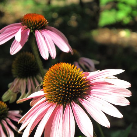 Prairie Coneflower closeup