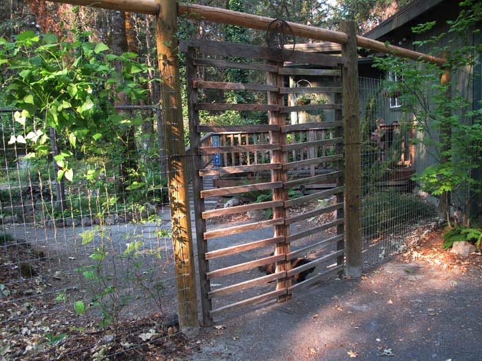 Scarlet runner beans growing next to the entry gate