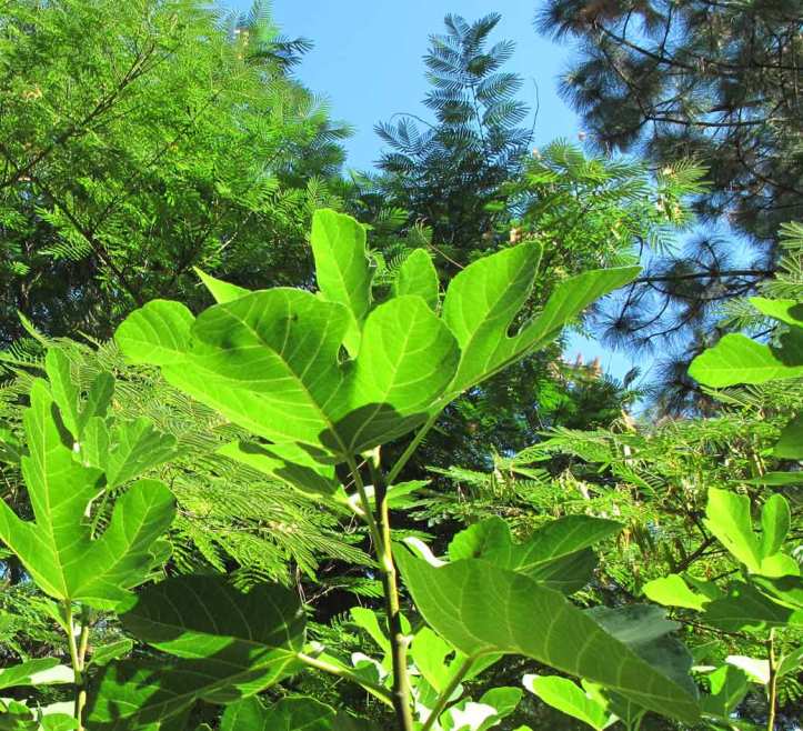 Textures - Fig and Mimosa and Pine