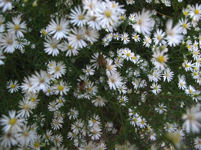 Heath Asters and Honeybees