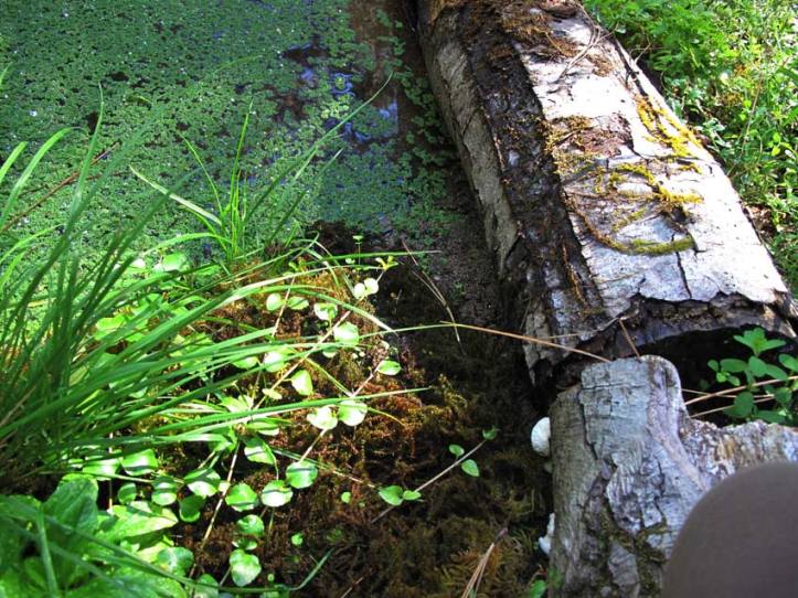 Log in the Frog Pond