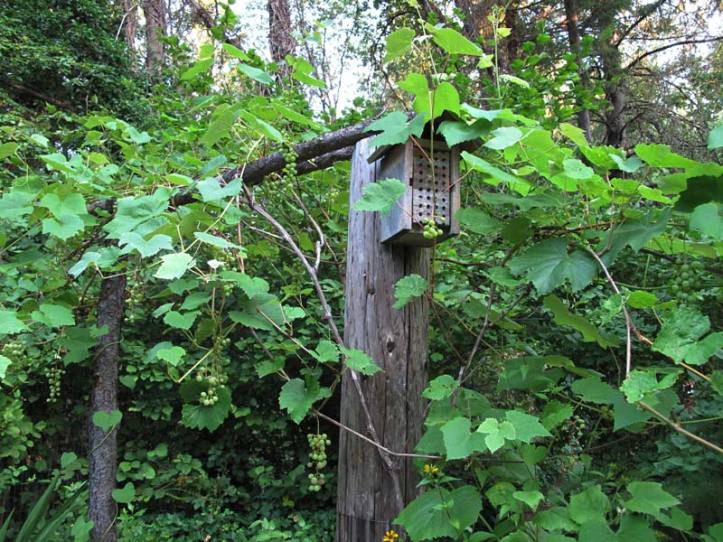 Mason Bee House and grape vine
