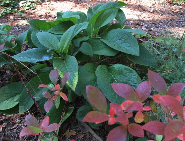 Fall colors the blueberry plants 