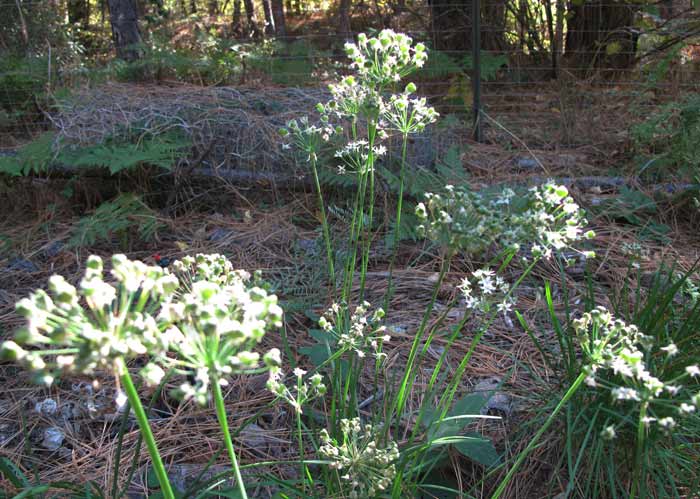 October Garlic Chives
