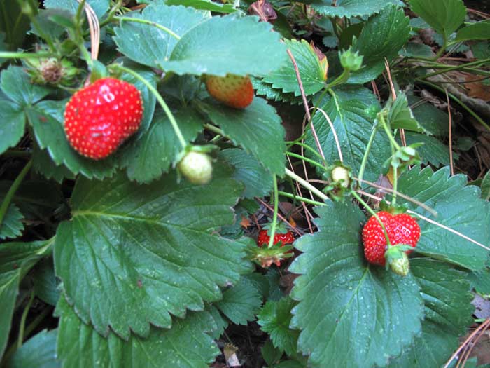 October strawberries